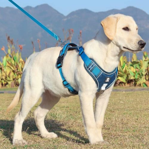 Promenade d’un labrador équipé d’un harnais chien anti traction bleu confortable