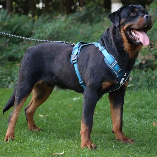Harnais chien anti traction bleu, robuste et ergonomique pour grande race en balade