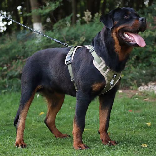 Harnais chien anti traction kaki, robuste et ergonomique pour contrôler bouvier allemand