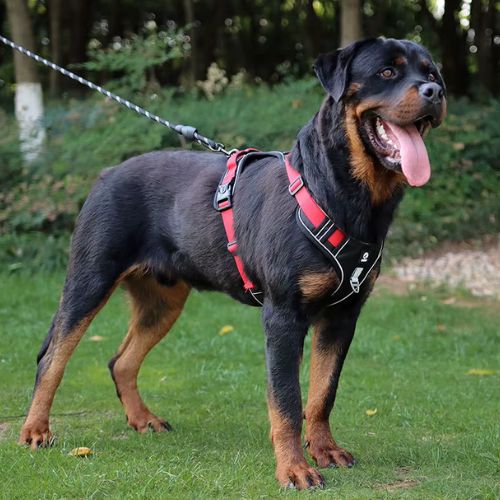 Un Rottweiler en promenade équipé d'un harnais chien anti traction rouge et solide 