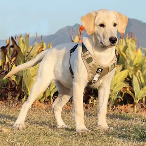 Harnais chien anti traction ajustable kaki sur un chien en extérieur
