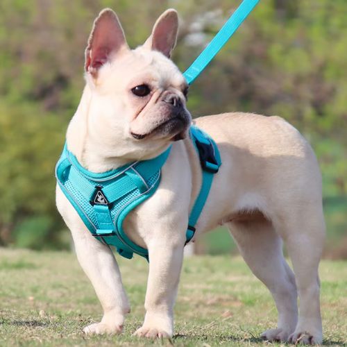 Chien bouledogue français portant un harnais petit chien bleu debout sur l’herbe
