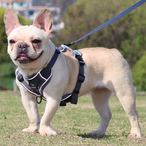 Petit chien heureux en plein air équipé d’un harnais petit chien gris solide