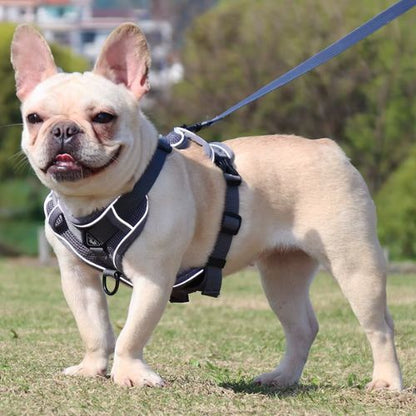 Petit chien heureux en plein air équipé d’un harnais petit chien gris solide