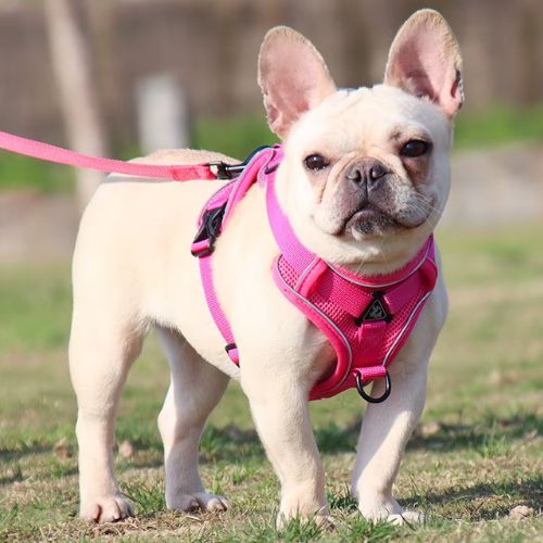 Chien équipé d’un harnais petit chien rose confortable pour promenade