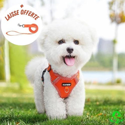 Harnais-petit-chien-harnais-chat-respirant-résistant-solide-ajustable-harnais-yorkshire-caniche-chihuahua-Bichon-Maltais-spitz-nain-Jack Russell-terrier-confortable-orange