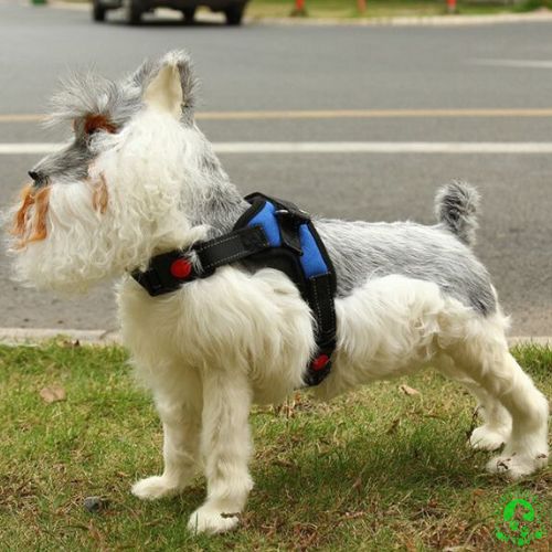 harnais-pour-chien-bleu