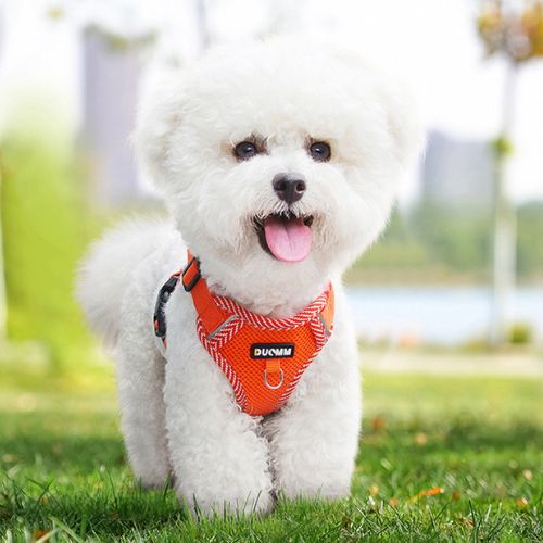 Harnais petit chien confortable et léger en orange sur un bichon blanc