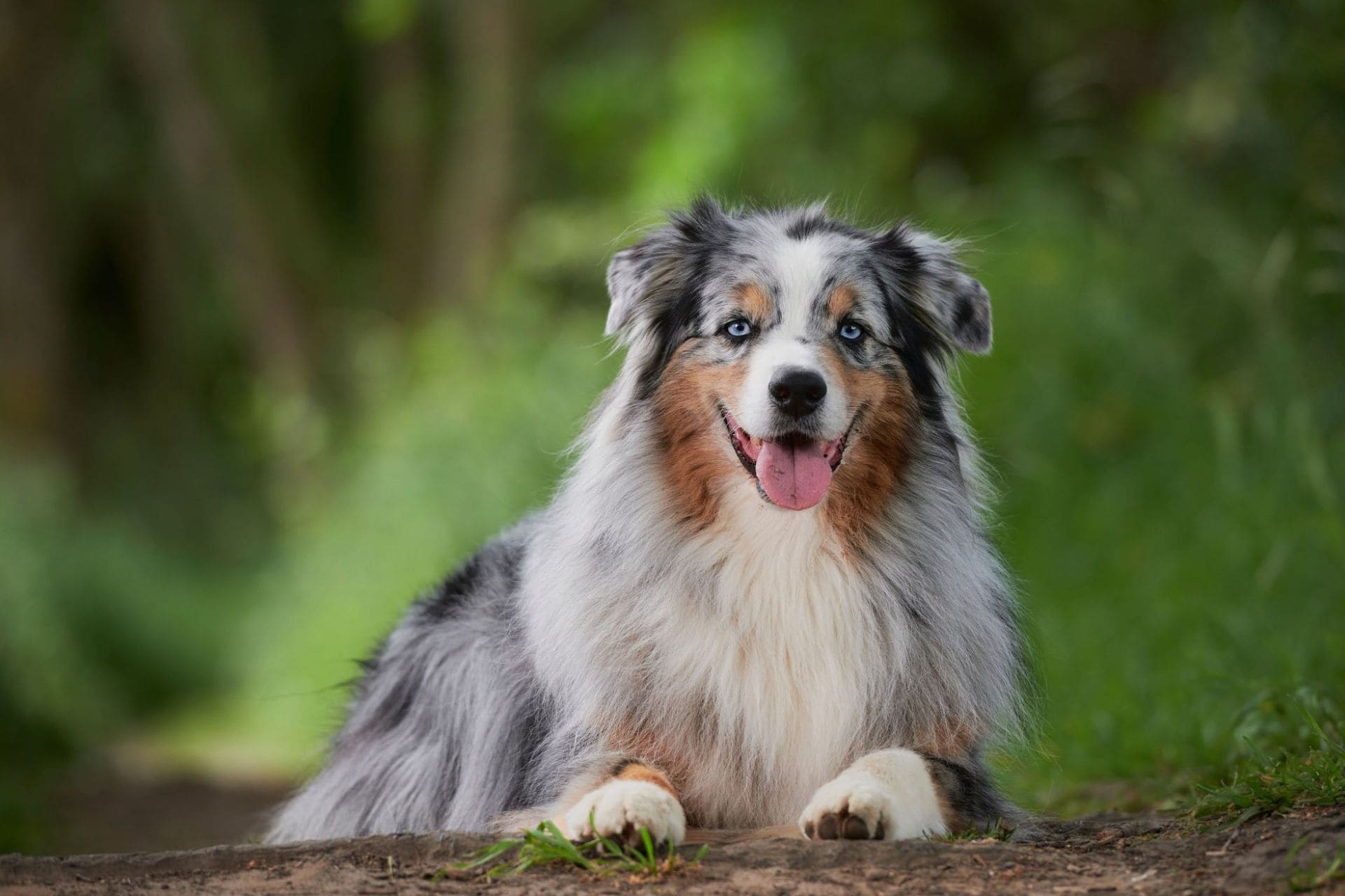 harnais-pour-chien-harnais-chien-laisse-pour-chien-laisse-chien-collier-pour-chien-collier-chien-tontoutou