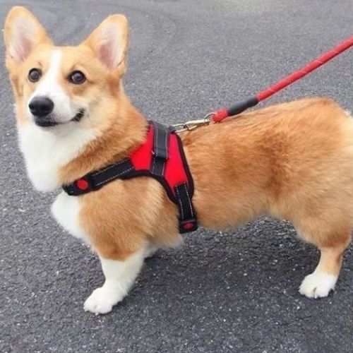 Harnais pour chien robuste et ergonomique sur chien de taille moyen rouge en extérieur