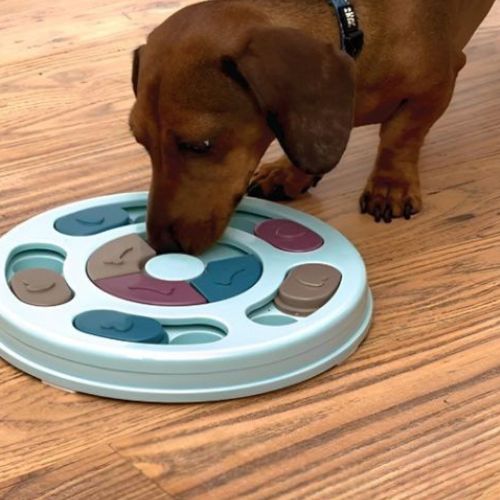 Chien concentré utilisant un jeu intelligent chien bleu pour trouver ses croquettes