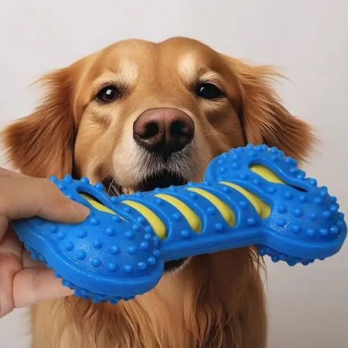 Golden Retriever mordillant un os bleu et jaune, démontrant l'efficacité de ce jouet chien indestructible pour occuper les mâchoires puissantes.