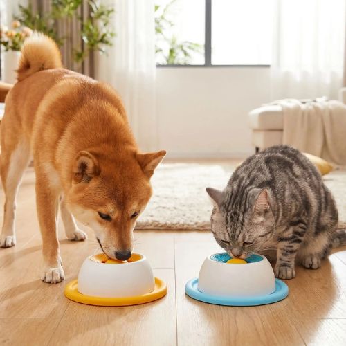 Shiba Inu et chat tabby mangeant côte à côte dans des bols anti-glouton jaune et bleu, illustrant la compatibilité de ce jouet chien avec les félins pour une occupation mentale partagée
