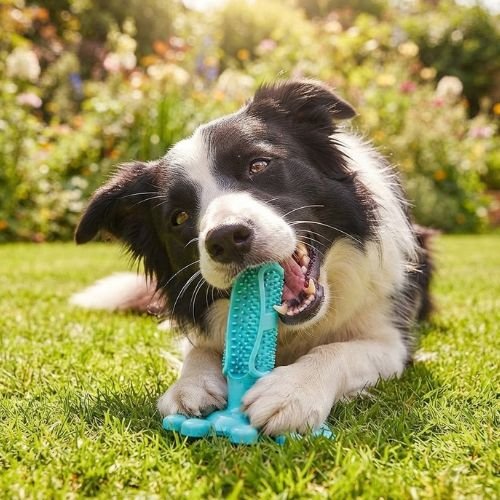 Un Border Collie actif en extérieur avec un jouet mastication chien bleu résistant et ludique.