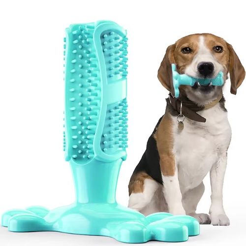 Chien Beagle présentant un jouet mastication chien bleu en silicone avec base ventouse
