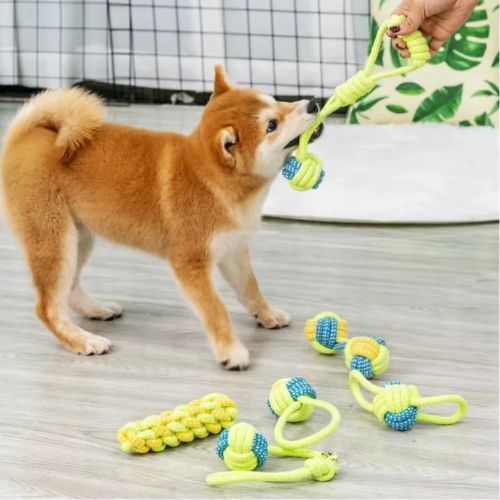 Un chien Shiba Inu joue en tirant sur un jouet en corde pour chien tenu par une main humain.