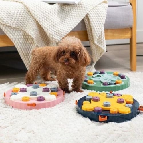 Un caniche dans une pièce avec trois jouets pour chien anti glouton posé sur le sol de couleurs différents