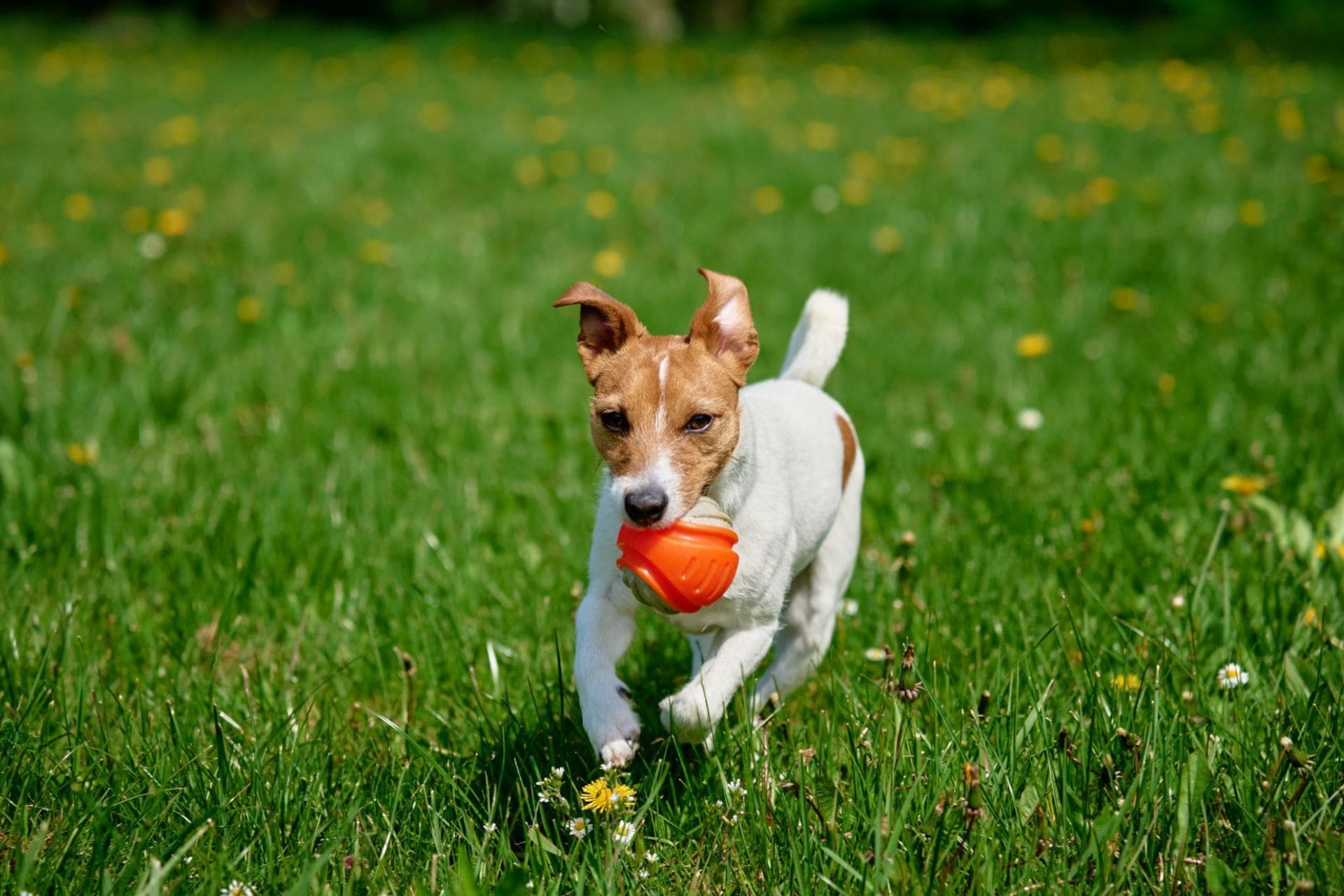 jouets-pour-chien-balle-pour-chien-ballon-chien