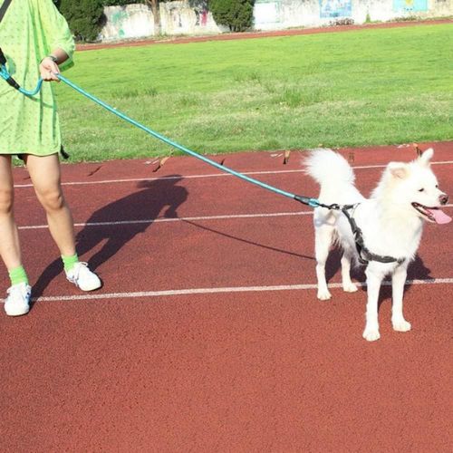 Un chien tenue par sa maitresse en Laisse pour chien durable avec design moderne