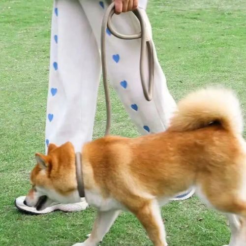 chien calme en laisse pour chien de couleur kaki, promenade en extérieur avec sa maîtresse