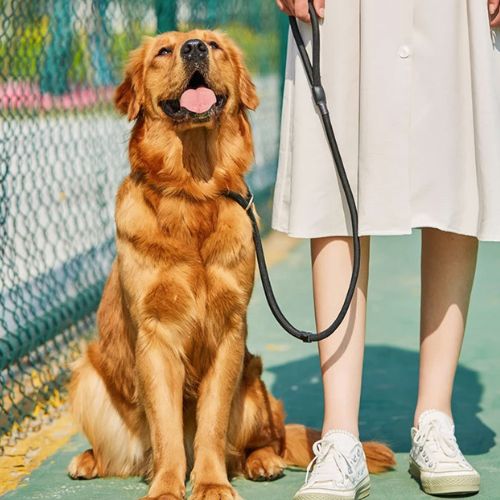 laisse pour chien noire attachée à un golden retriever assis à côté d’une femme