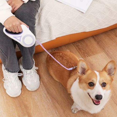 Une femme assise accompagné d'un Corgi attaché d'une laisse pour chien violet rétractable, lumière LED intégré.