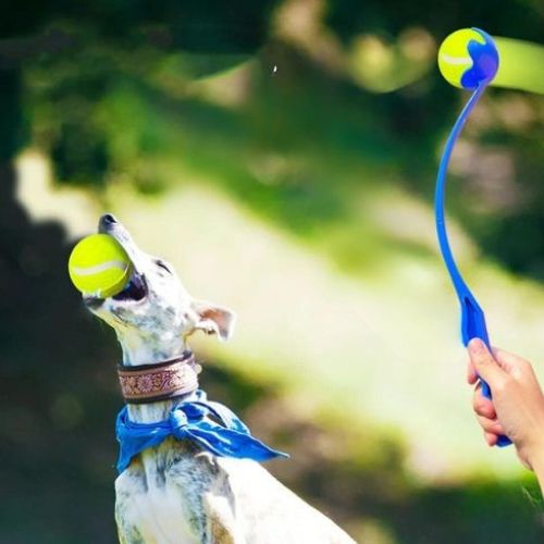 Un chien s'amuse avec son maitre qui équipé d'un lanceur de balle pour chien 