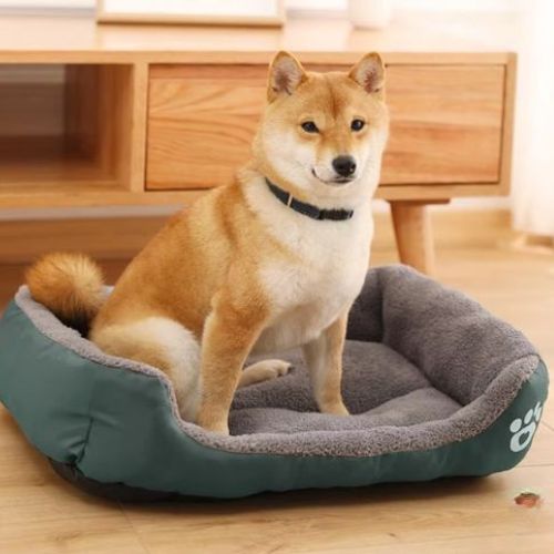 Chien Shiba assis sur un lit chien gris orthopédique avec rebord surélevé parfait pour détente et récupération