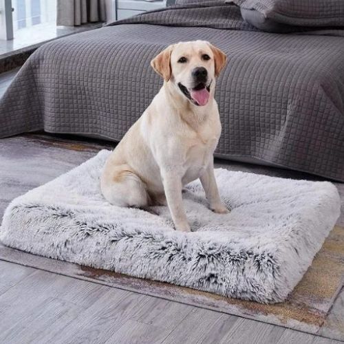 Labrador assis sur un lit chien gris en fausse fourrure, grand modèle confortable pour sommeil réparateur