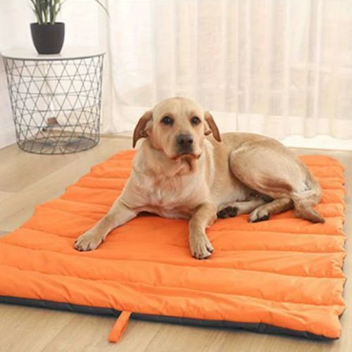 Chien beige allongé sur un lit de camping pour chien orange dans un salon lumineux.