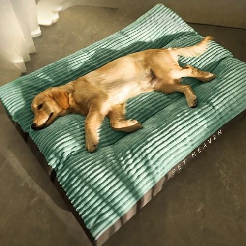 lit pour chien XXL vert doux et moelleux avec golden retriever confortablement installé