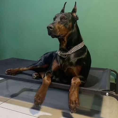 lit pour chien surélevé noir avec grand chien allongé