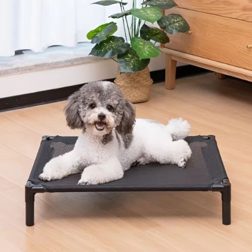 Un petit Caniche allongé sur un lit surélevé pour chien résistant et hygiénique, adapté aux chiens de petite taille.