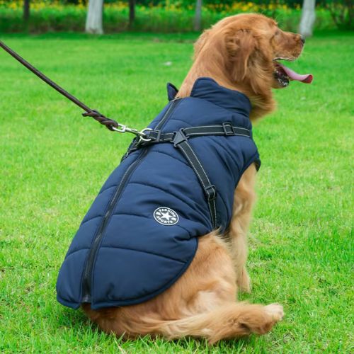 Chien en promenade équipé d’un manteau pour chien étanche bleu avec harnais intégré