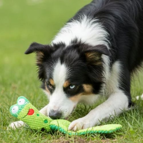 Chien Berger Australien jouant dans l'herbe avec la peluche chien interactif escargot vert