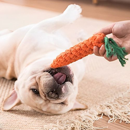 Bouledogue français jouant sur le dos avec sa peluche indestructible pour chien en forme de carotte
