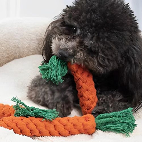 Petit chien noir mâchouillant sa peluche indestructible pour chien en corde tressée dans son panier