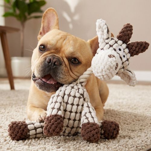 Peluche pour chien couineuse modèle girafe, mordillée par un bouledogue français.