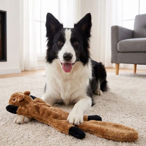Peluche pour chien indestructible en forme d'écureuil plat avec un Border Collie