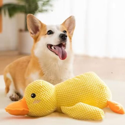 Un chien Corgi enthousiaste assis à côté d'une peluche pour chien en forme de canard jaune, un jouet ludique à mâcher et anti-stress