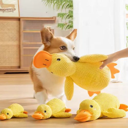 Un chien Corgi tenant dans sa gueule une peluche pour chien en forme de grand canard jaune, entouré de plusieurs tailles du même jouet posées sur le sol du salon.