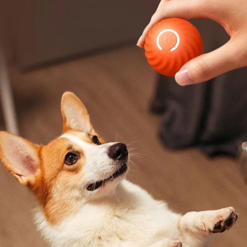 Un petit chien (Corgi) regarde fixement une main tenant une balle pour petit chien orange et lumineuse, prête à être lancée.