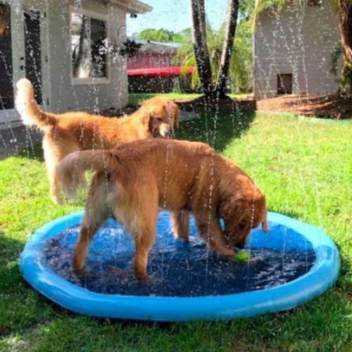 Deux gros chiens qui s’amusent dans une piscine pour chien bleu résistante et antidérapante.