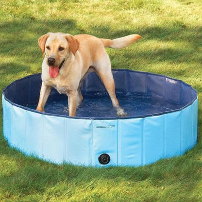 Labrador beige debout dans une piscine pour chien bleue en plein jardin.
