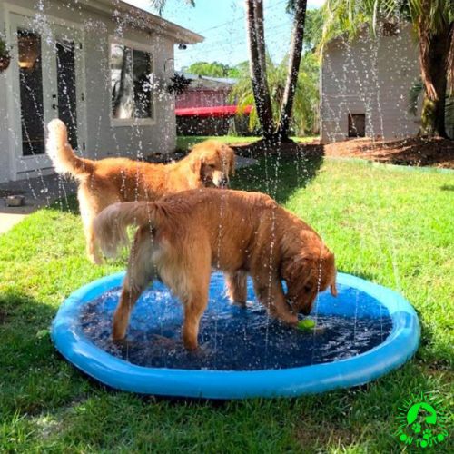 piscine-pour-chien-tapis-jet-eau-anti-derapant-pliable-portable-resiste-aux-griffures