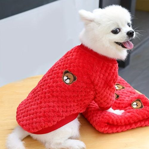 Un Chihuahua blanc portant un Pull pour chien rouge chaud et confortable pour l’hiver