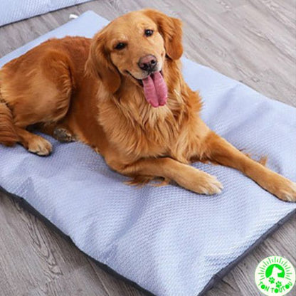 tapis-chien-rafraichissant-labardor-etendu-sur-le-tapis-serein-apaiser